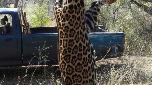 Some research suggests jaguars are declining in Sonora amid killings, habitat loss